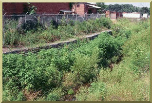 Growth of woody vegetation in gabions