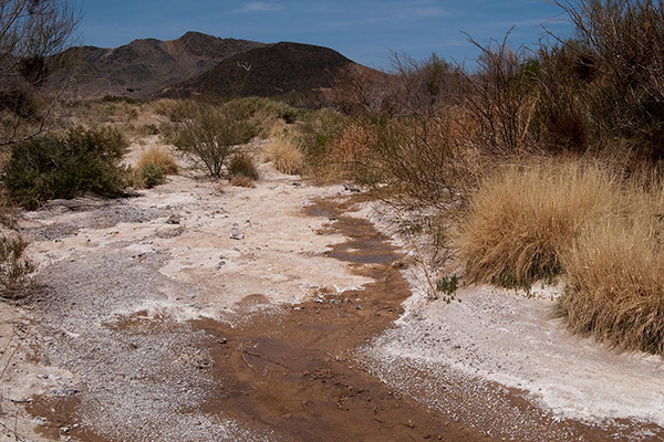 Amargosa river near shoshone.