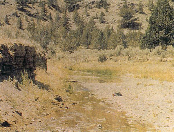 Streamside vegetation was low in diversity, stream banks were actively eroding, the channel was deeply incised