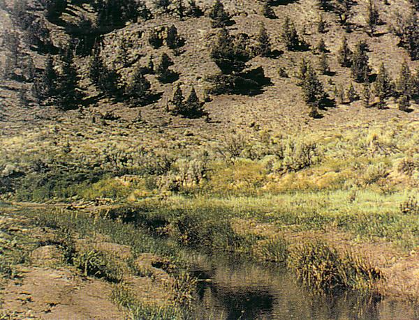 Two months after the previous photo, vegetation is seen growing up through the newly deposited sediment, stabilizing it on the flood plain.