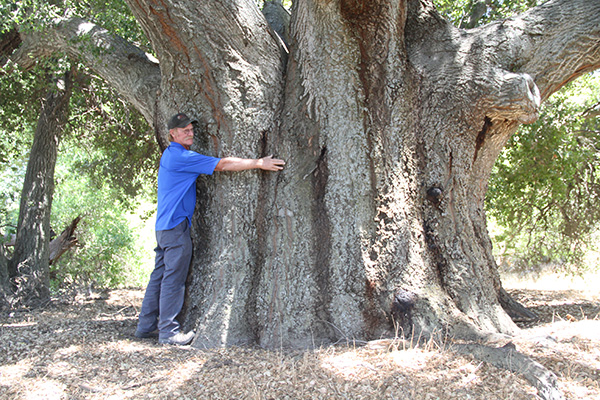 A very large soeciment of coast live oak
 in the McCain Valley