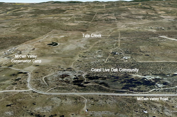 A community of coast live oak in the foothills of the McCain valley