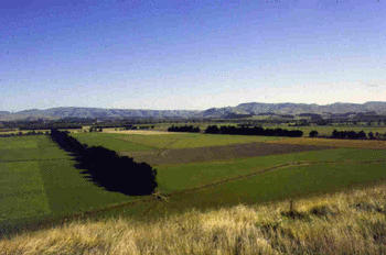 A shelterbelt to reduce wind velocity and evapotranspiration