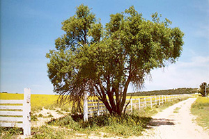 Blue eldelberry (<I>Sambucus Mexicana</i>)