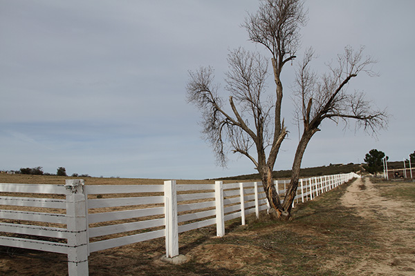 Blue eldelberry at the Morning Star Ranch, 2006