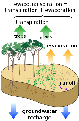 Evapotranspiration