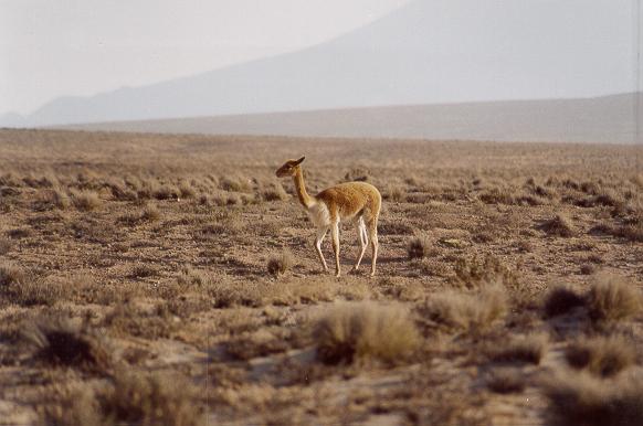 Vicua, a wild camelid famous for its fine wool, on the highlands of Arequipa, Peru. 