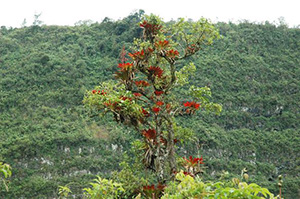 bromelias Kanaris