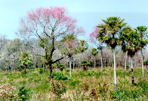 Seasonally flooded savanna woodland near Miranda, Mato Grosso do Sul,
Brazil.