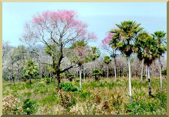 The Pantanal of Miranda-Aquidauana, Mato Grosso do Sul