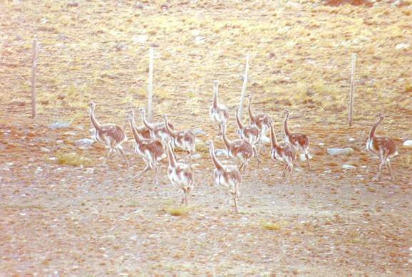 A herd of rheas in the plains of southern Patagonia, Argentina.