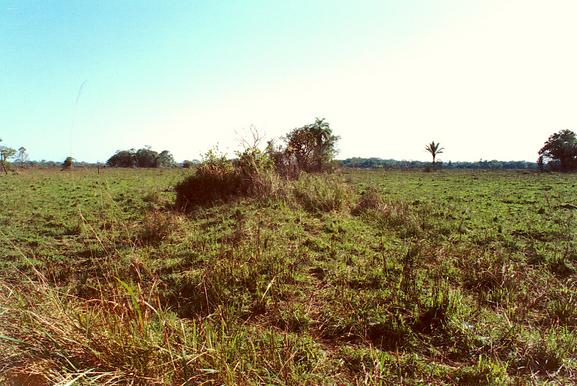 Hummock in the Llanos de Mojos, Beni, Bolivia