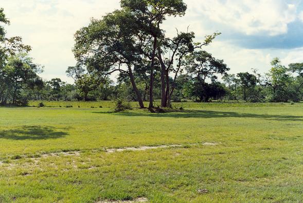 Small hummock in the Pantanal of Mato Grosso, Brazil