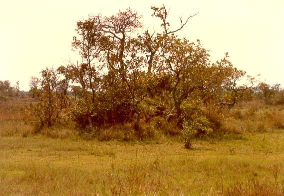 Hummock in the floodplain of the Araguaia River, Brazil