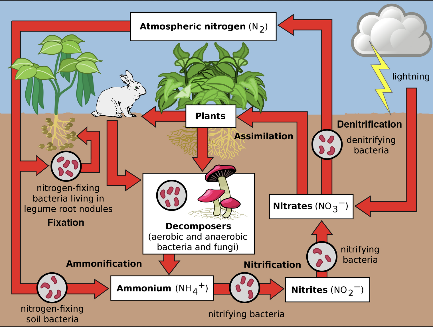 nitrogen cycle