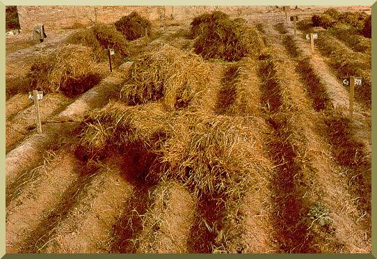 Detail of the coquillo field after removal of aerial parts, and before tuber collection