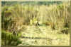 Rabbits in the flood plain of El Barbon Wash