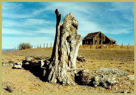 A dead poplar, or alamo