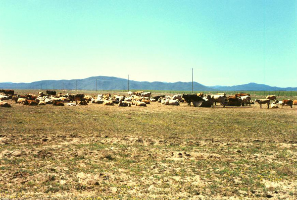 sandmining, Ojos Negros, Baja California