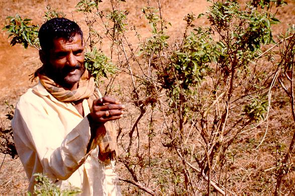 
Local man showing level reached by flood near Kanakumbe, Kartanaka, India (1993). 