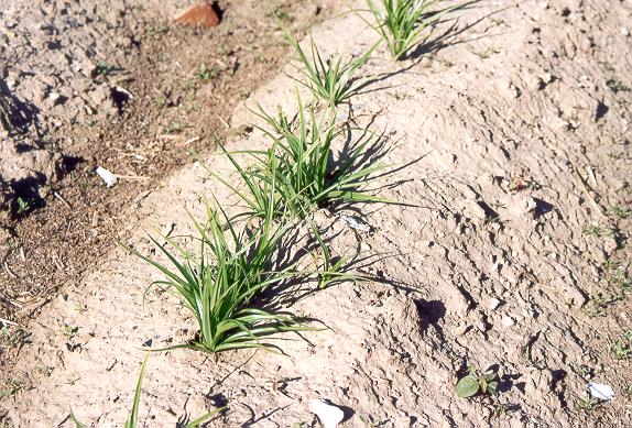 Close-up of the cultivation of the chufa, <i>Cyperus esculentus sativus</I>, Valencia, Spain.