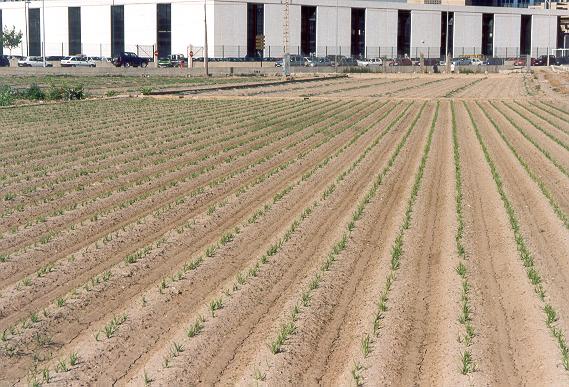 Cultivation of the chufa, <i>Cyperus esculentus sativus</I>, Valencia, Spain.