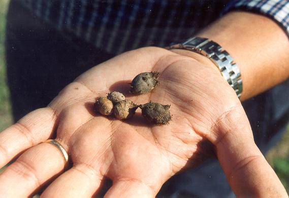 Tubers of the yellow nutsedge (small) and purple nutsedge (large).