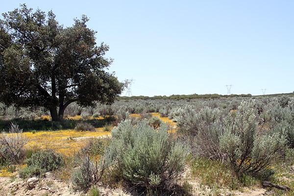 Site of Soitec Tierra del Sol Solar