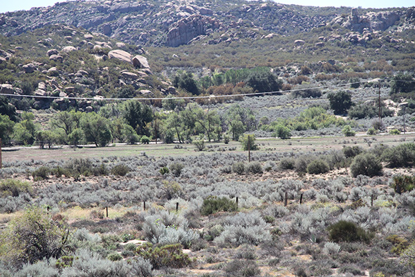 Partial view of the Walker Creek meadow