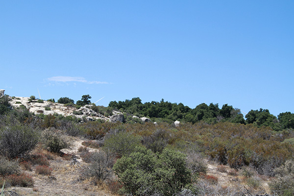 Spring-fed trees and other woody vegetation along the foothills of  McCain Valley