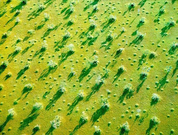 Regularly spaced earthmounds in the floodplain of the Araguaia river, Mato Grosso, Brazil..