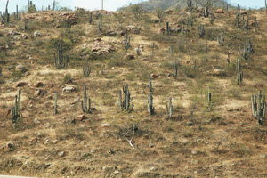 Hilly habitat, La Leche river basin.