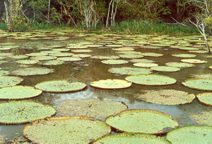 Giant water lilies (<i>Victoria amazoniza</i>) in the Amazon rainforest, near Manaus, Brazil