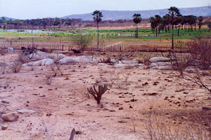 Xerophytes in the backlands of Rio Grande do Norte, Brazil  