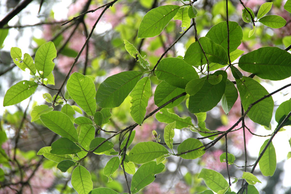 Oleaceae, <i>Chionanthus pubescens</i> Kunth.