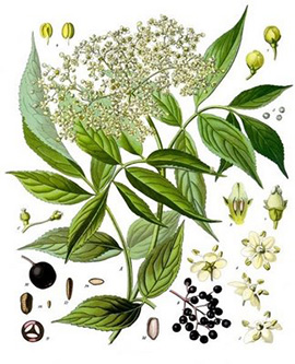 <i>Sambucus peruviana</i> Kunth.