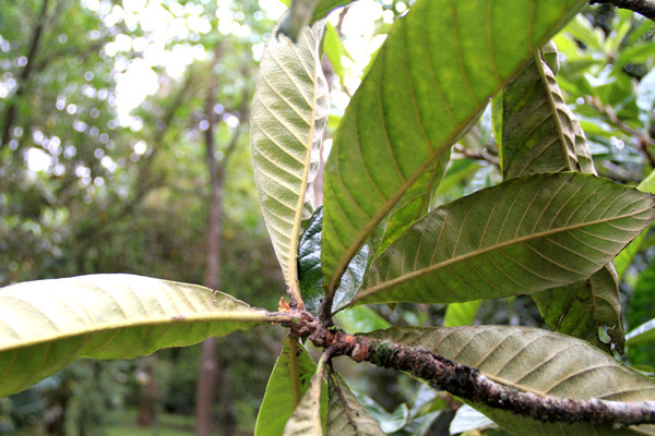 <i>Eriobotrya Japonica</i>  (Thunb.) Lindl.