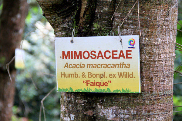 <i>Acacia macracantha </i> Humboldt and Bonpland ex Willd.