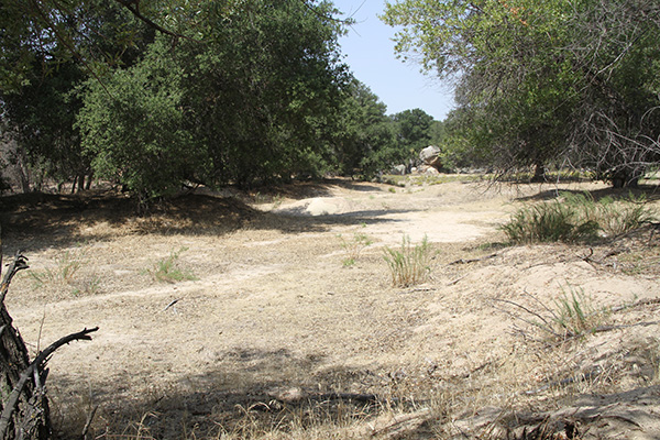 A riparian forest of coast live oak