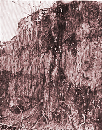 Cut bank of Santa Cruz river near Tucson, Arizona