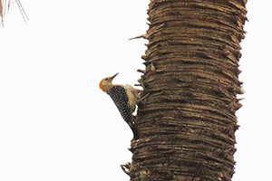  Pájaro carpintero.