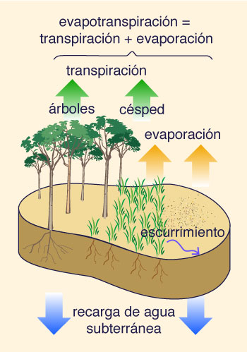 Evapotranspiracion