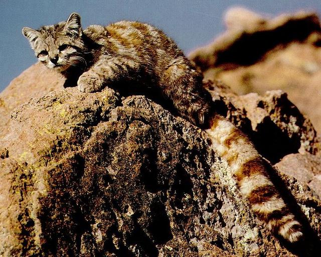 gato montés andino