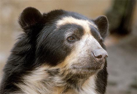 oso de anteojos