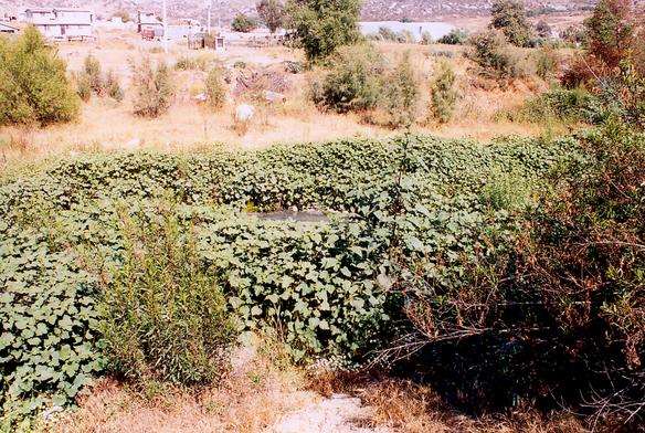 The Tecate river near the point of PTAR CESPTE discharge. Note the vegetation benefiting from the discharge