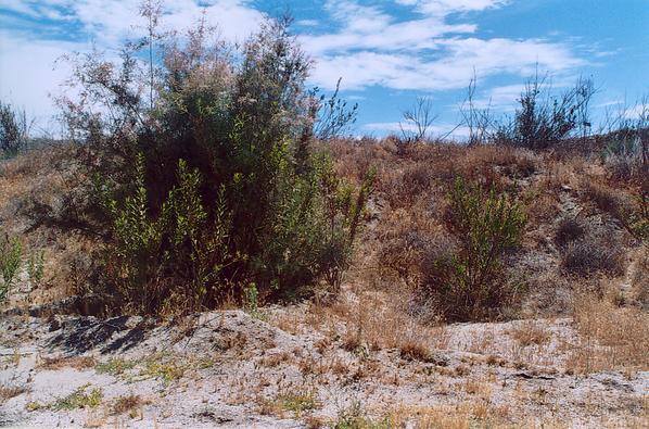 River bank in the vicinity of RP-1