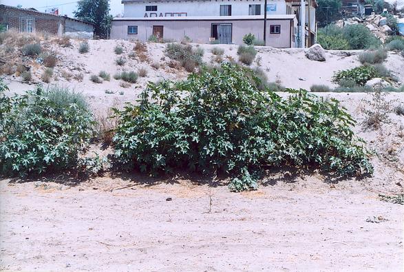 River bank in the vicinity of RP-2. 