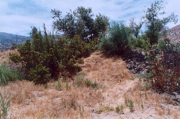 River bank in the vicinity of RP-4.