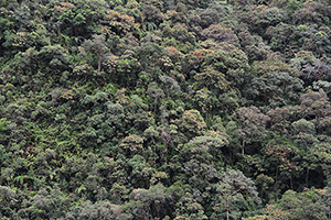  San Francisco scientific station, Loja, Ecuador