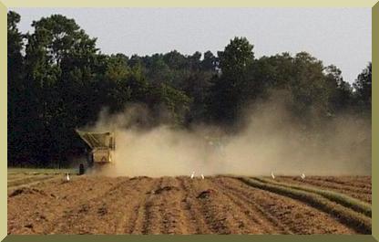 Chufa harvest requires the soil to be dry, which can produce a lot of dust